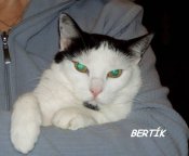 Bertik